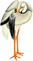 Stork 3