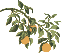 Oranges on a Branch