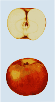 Apple Slice