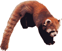 Red Panda