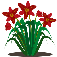 Lily