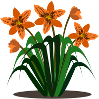 Lily