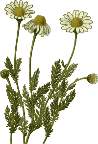 Chamomile
