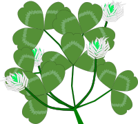 White Clover