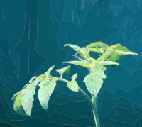 Green Sprout