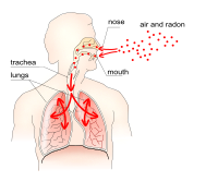 Radon entering human respiratory system
