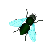 Green House Fly