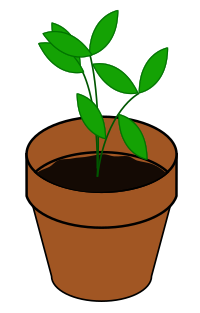 Plant, Terracotta