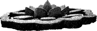 Lotus Design