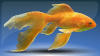 Goldfish - Low Poly