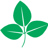 Soya bean plant with 3 leaves in green without background 