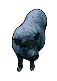 Pot Bellied Pig