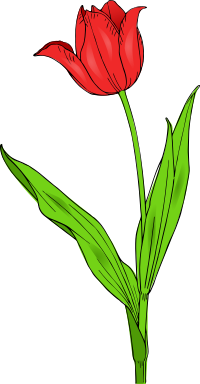 colored tulip