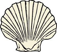 scallop shell