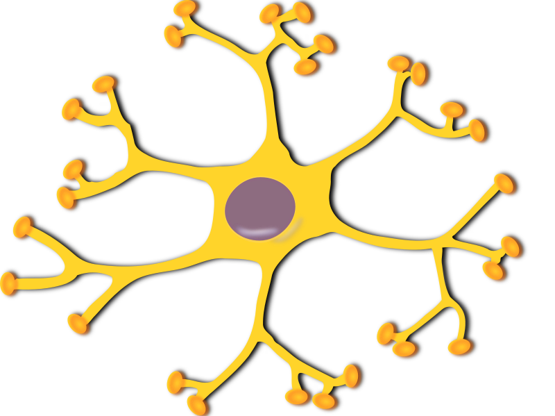 neuron-interneuron 2