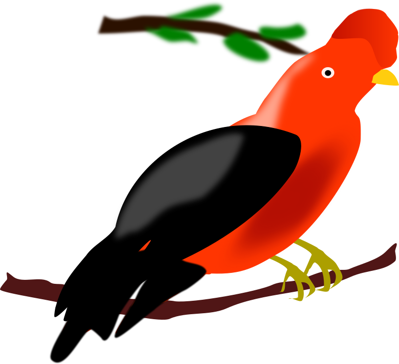 Andean Cock-of-the-rock