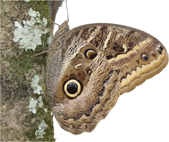 Caligo beltrao