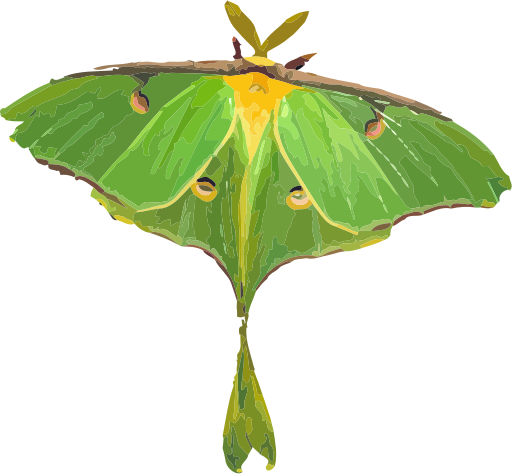 Luna Moth / Actias luna