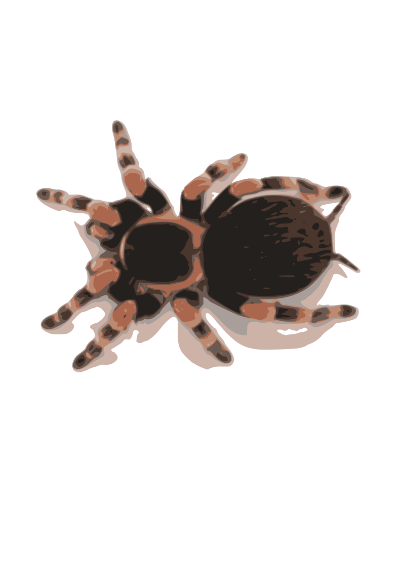 tarantula