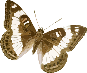 Limenitis trivena