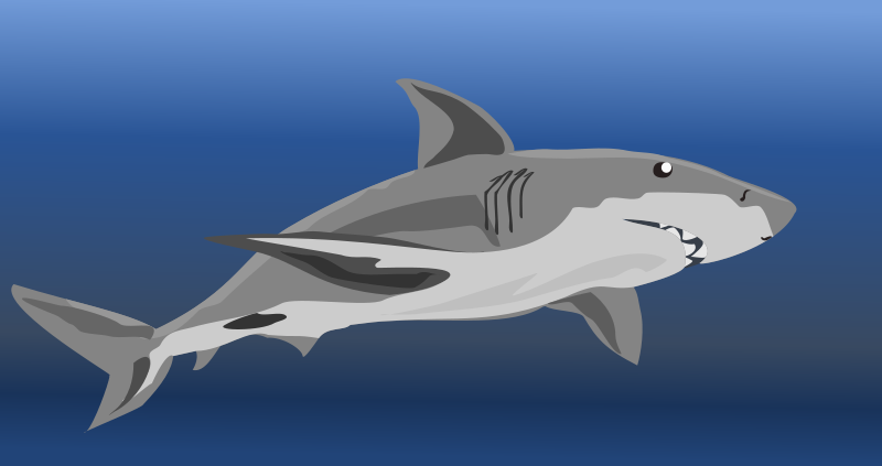 shark