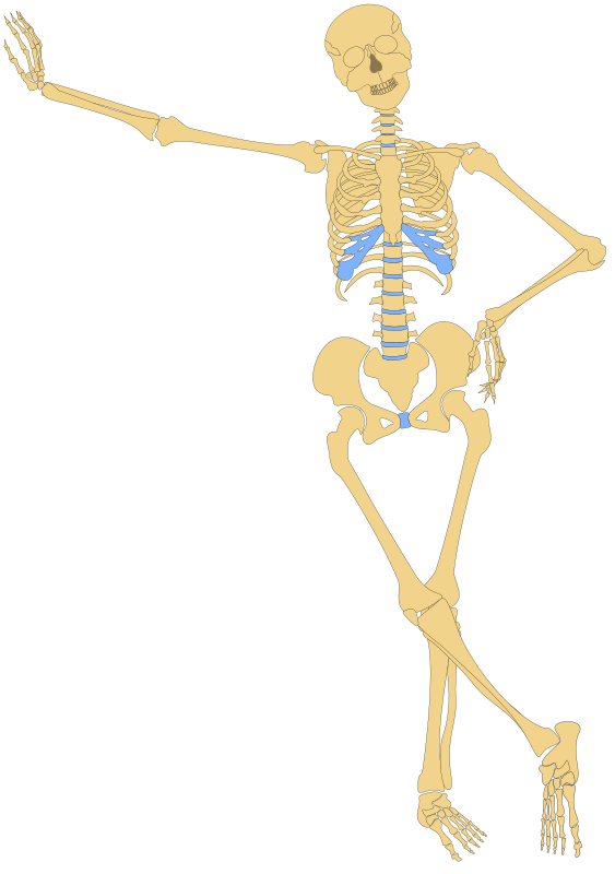Human Skeleton(Outline)