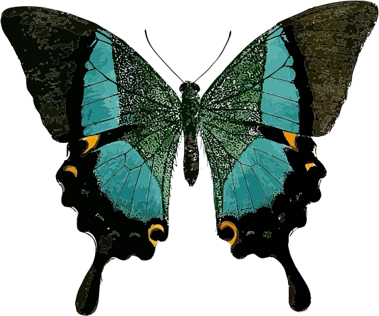 Papilio buddha 