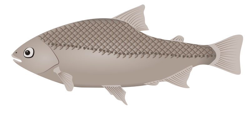 fish