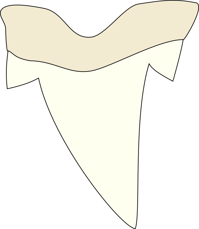 Shark tooth