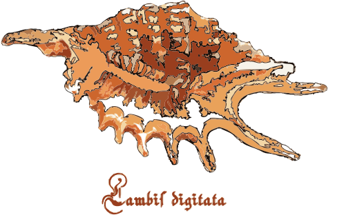 Shell - Lambis digitata