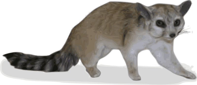 ringtail - Bassariscus Astutus