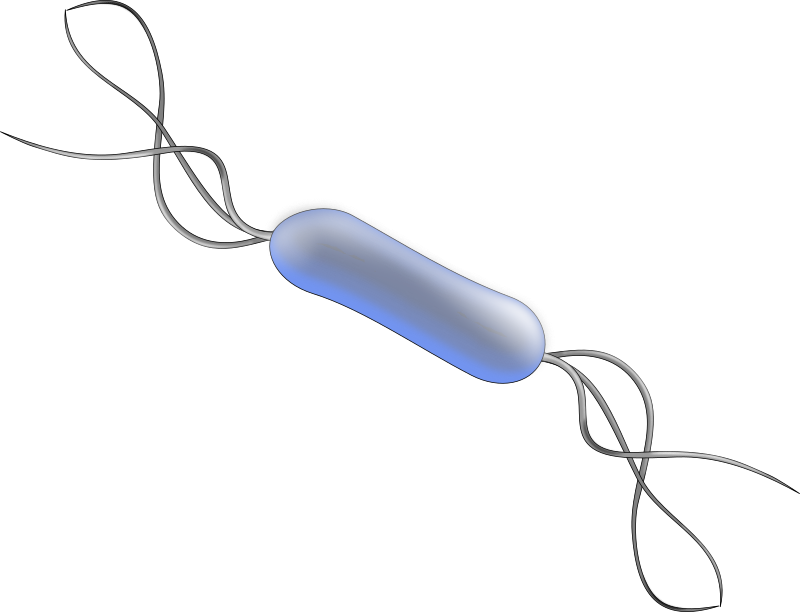 Listeria