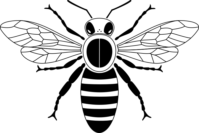 Simple bee from above