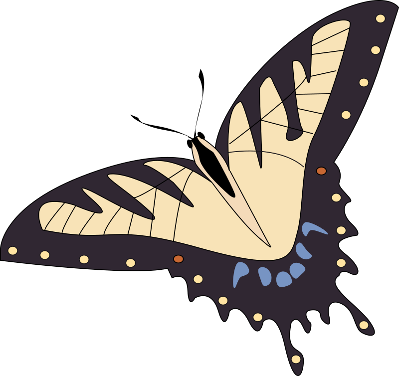 butterfly papillon