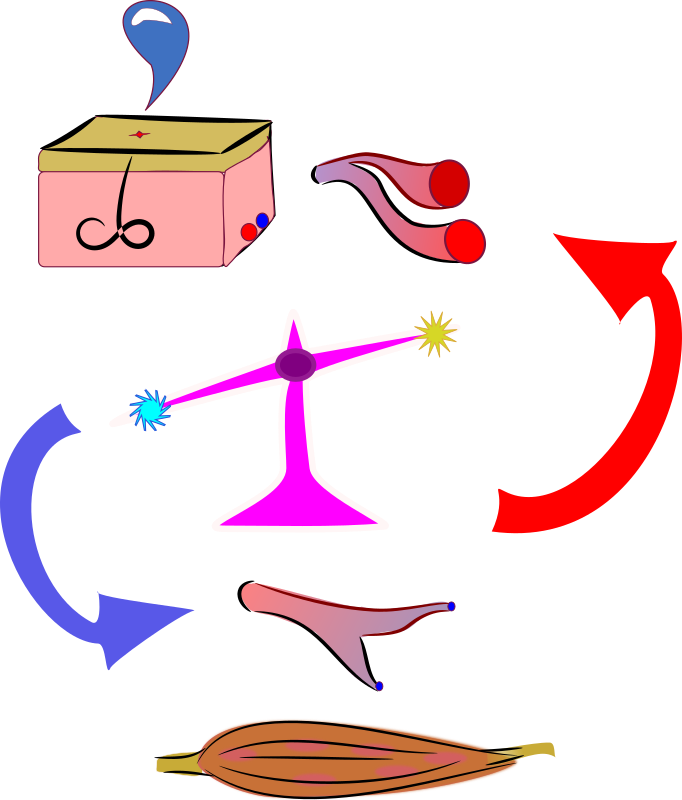 Thermoregulation