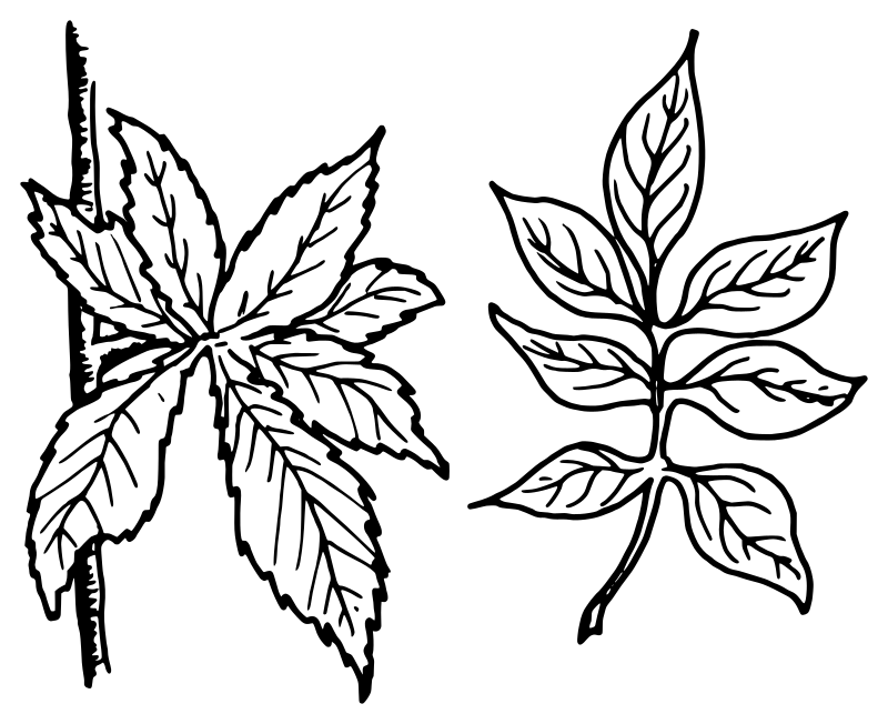 Compound leaves
