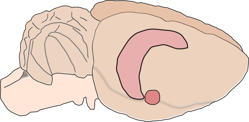 Rat brain