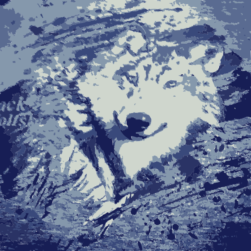 The wolf from the wolfpack