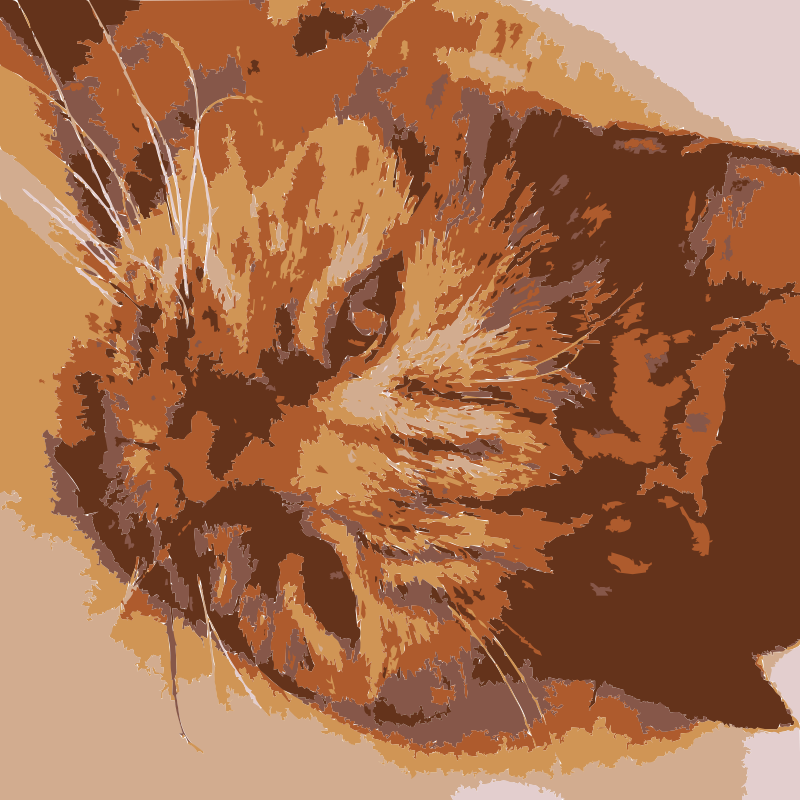 A cat in real life