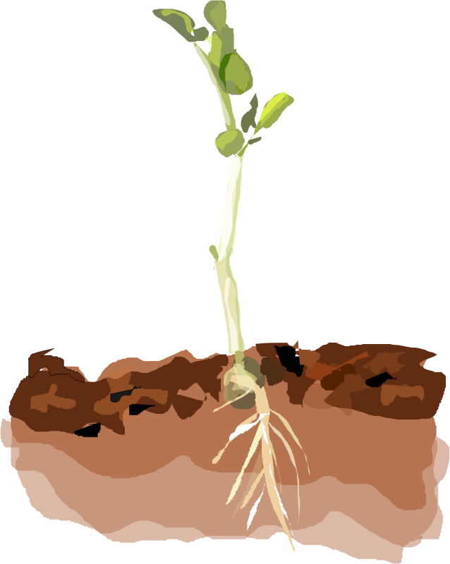 Sprouting Pea