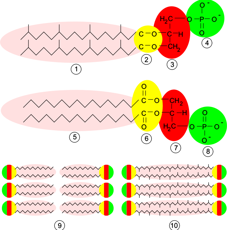 Archaea Membrane