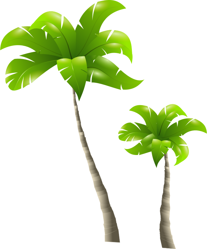 Palm Trees - Palmiers