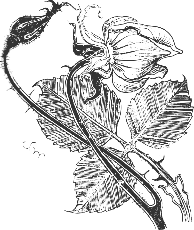 Wyspianski Rose