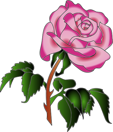 Rose in colors