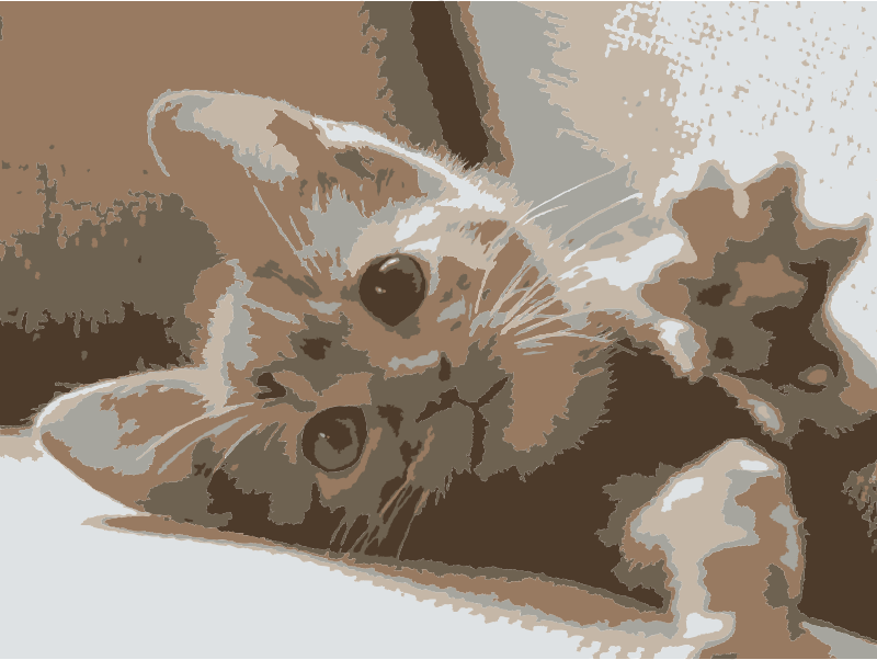 A cat named roxy