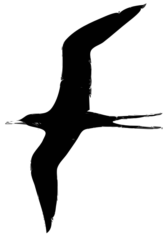frigate bird