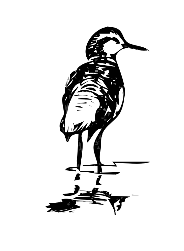 Phalarope 2