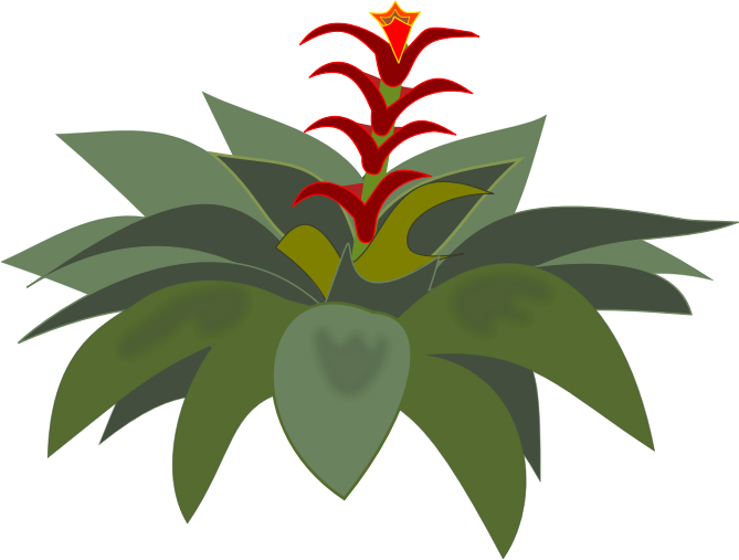 Bromelia-01