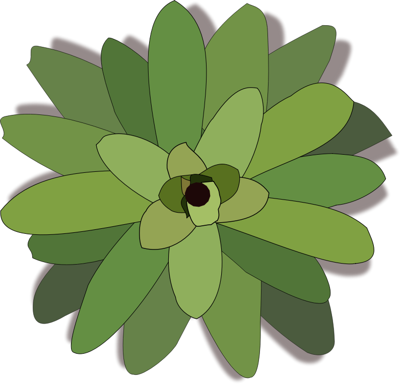 bromelia-02