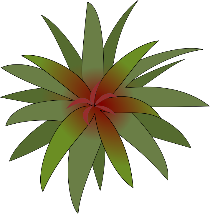 bromelia-03
